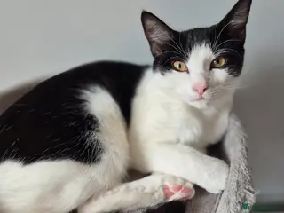 Mixed Breed cats Black and white cat, Coco - Advert 1