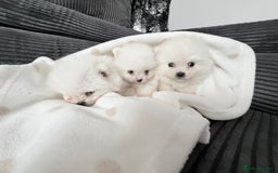 Pomeranian dogs for sale: Super quite Kc Pomeranians puppies(1 boy available - Image 11