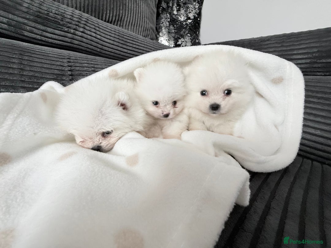 Pomeranian dogs for sale: Super quite Kc Pomeranians puppies(1 boy available - Image 11