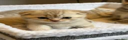 Scottish Fold cats for sale: Cute and playful Scottish folds 🐱✨ in Northampton - Advert 2