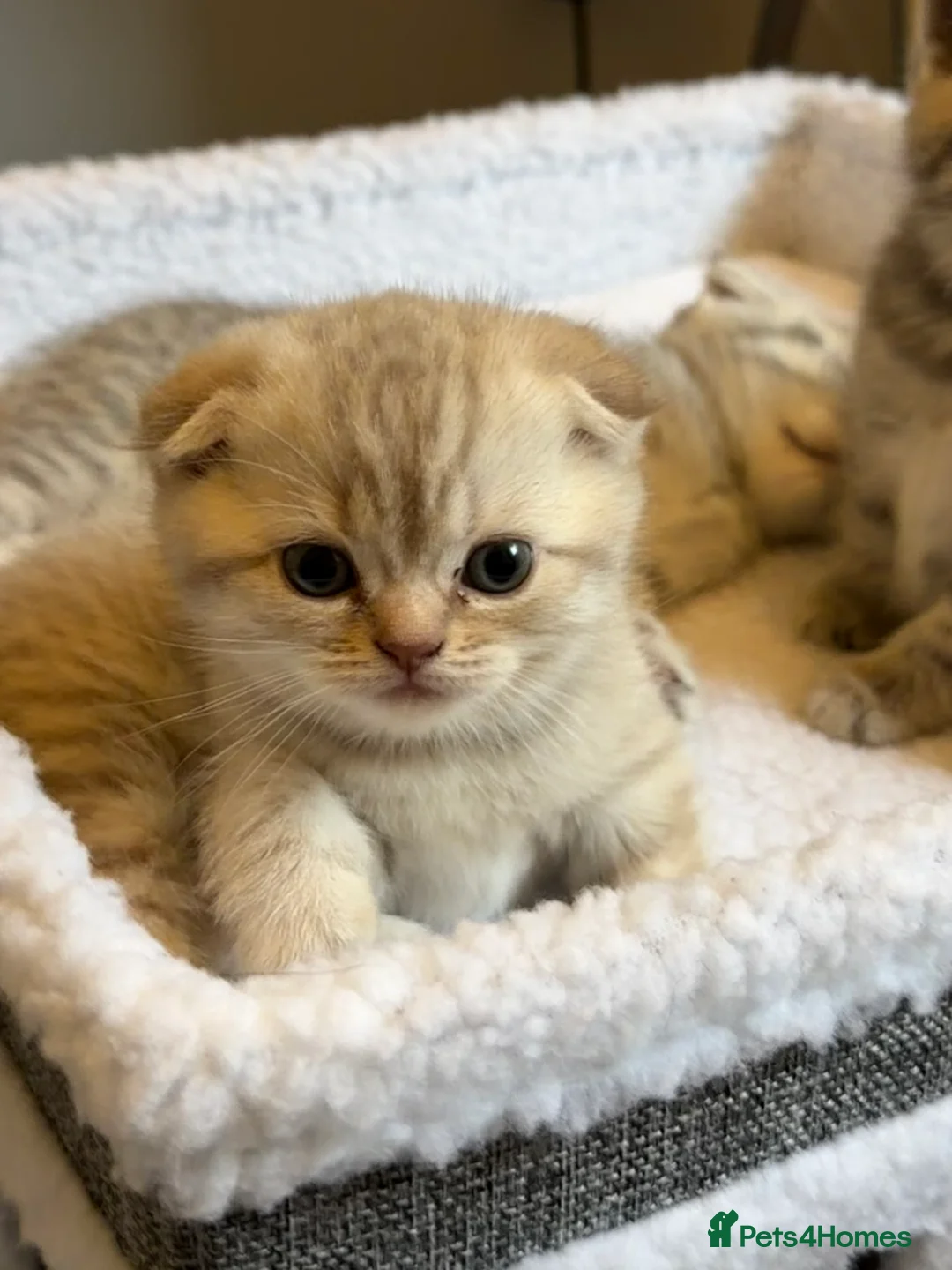 Scottish Fold cats for sale: Cute and playful Scottish folds 🐱✨ in Northampton - Advert 2