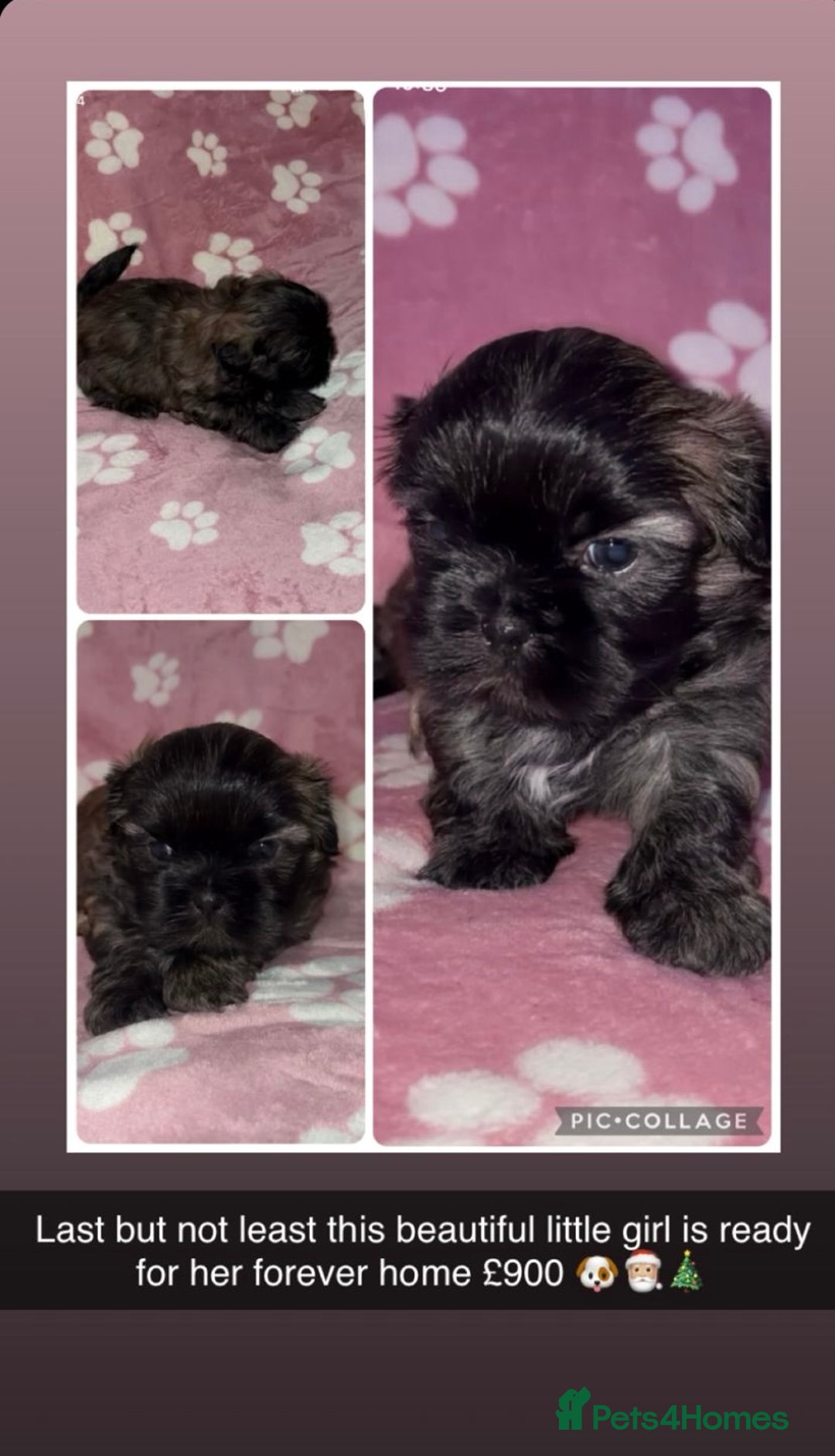 Shih Tzu dogs for sale: Beautiful Shih Tzu for sale  - Advert 7