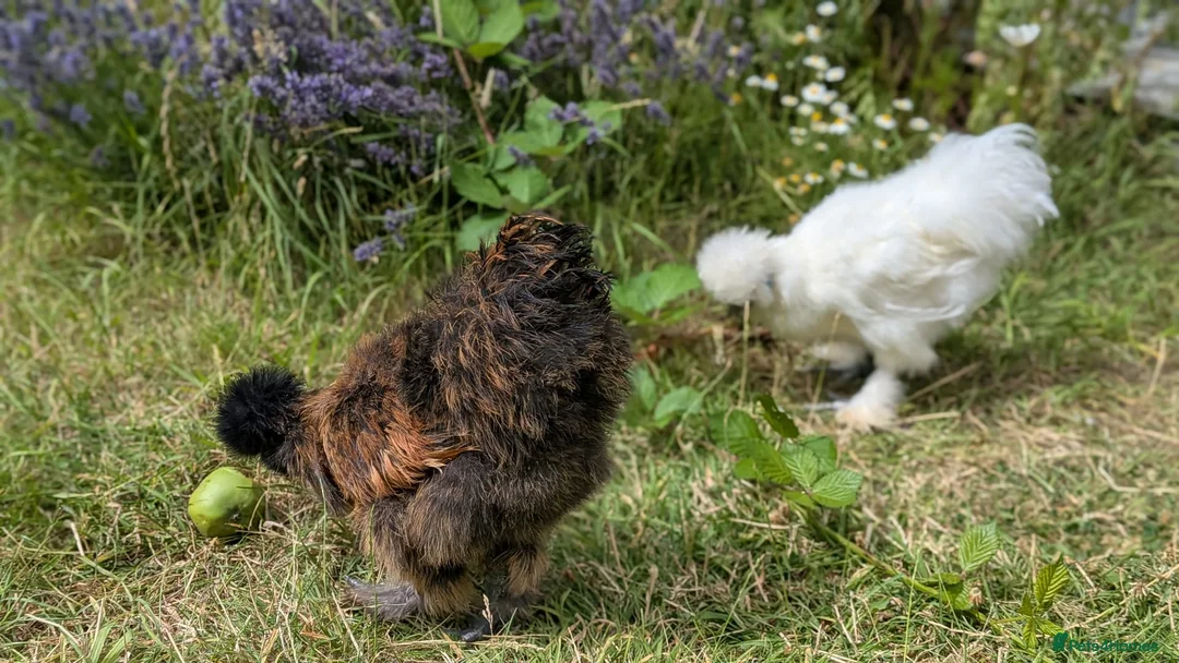 Chickens poultry for sale: Silkie cockerel - partridge black brown - 4 months - Advert 2