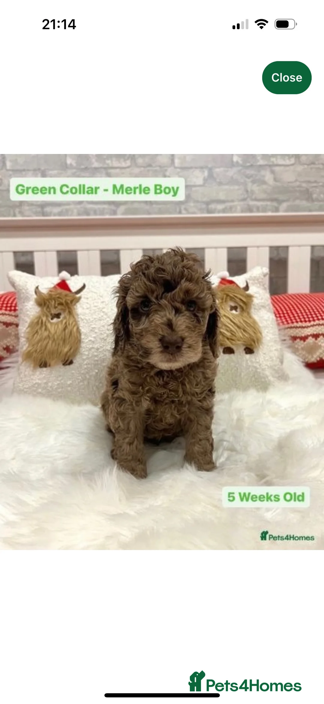 Cockapoo dogs for stud: PROVEN DNA tested Cockapoo Stud-Chocolate Merle in Stafford - Advert 4
