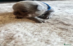 French Bulldog dogs for sale: Stunning Litter of French Bulldogs  - Image 11