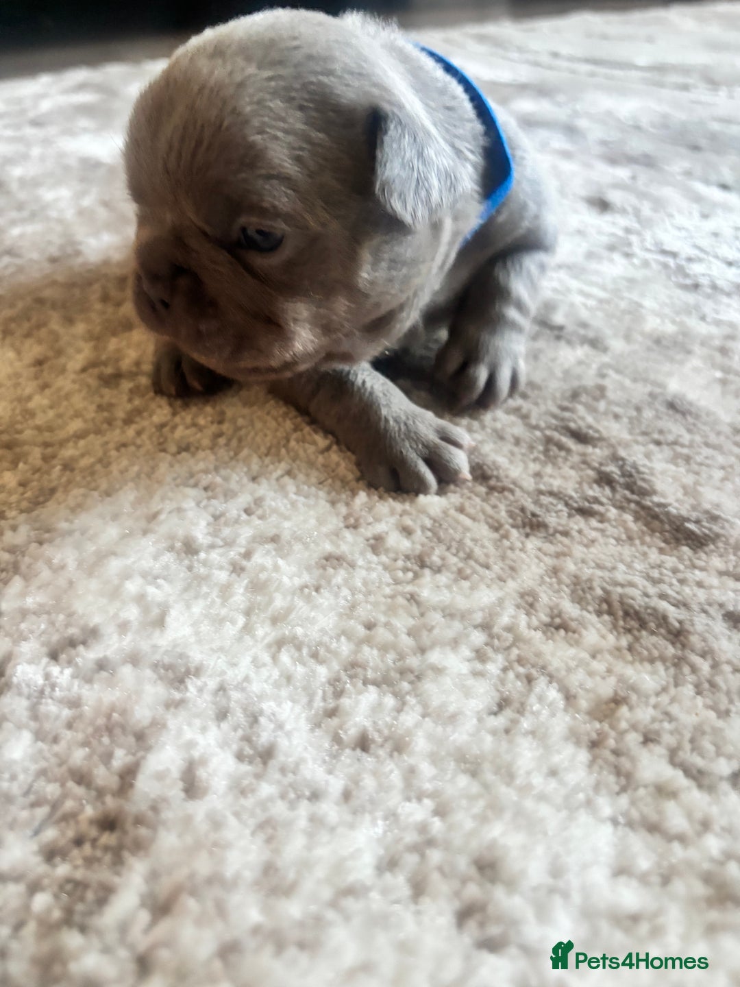 French Bulldog dogs for sale: Stunning Litter of French Bulldogs  - Image 11