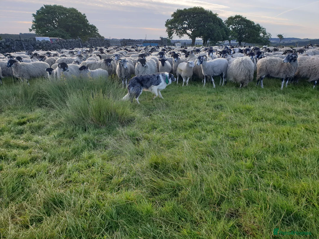 Border Collie dogs for stud: *proven* health tested working merle border collie in Leeds - Advert 24