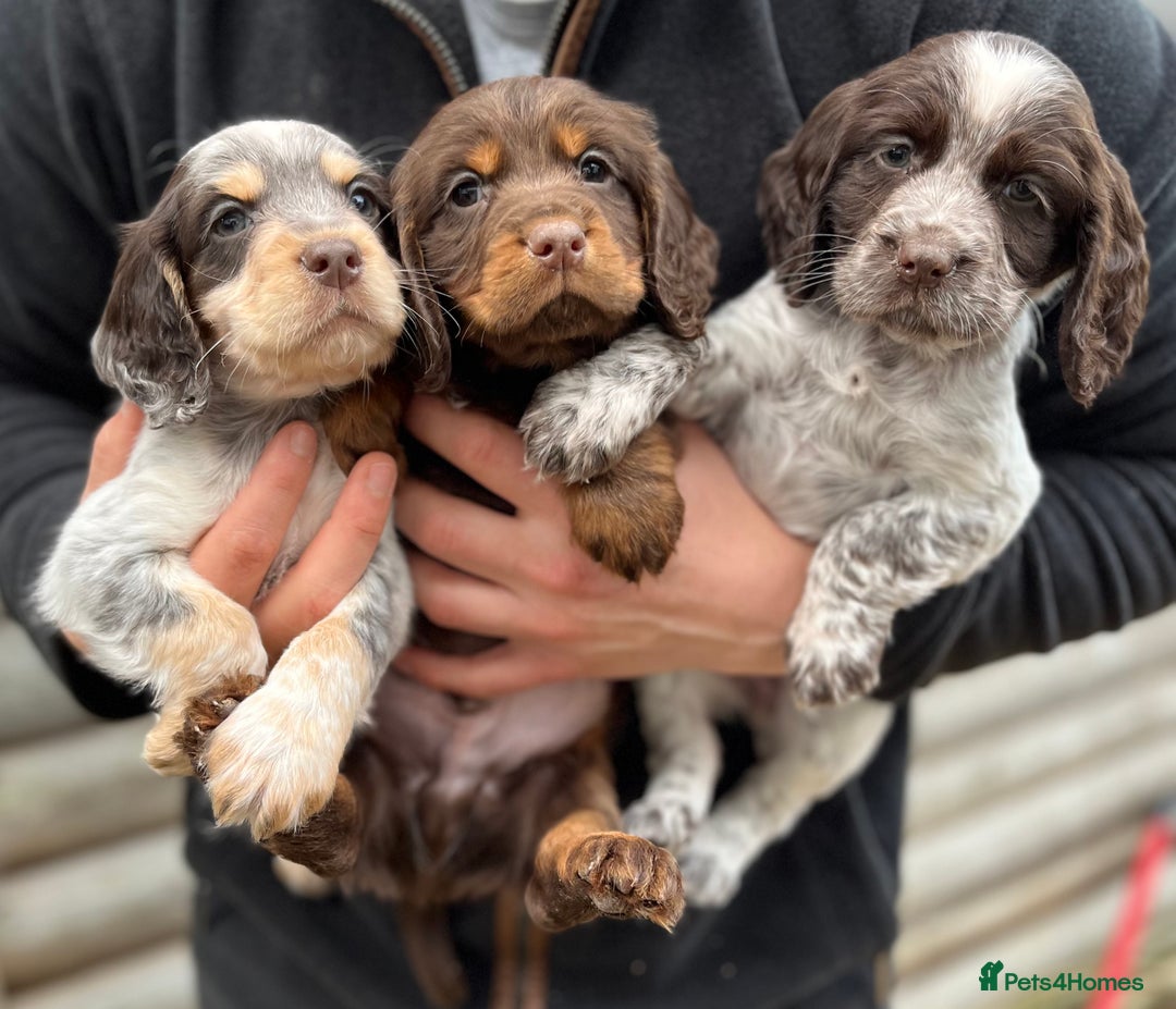 Cocker Spaniel dogs for stud: HEALTH TESTED KC COCKER SPANIEL STUD - Advert 6