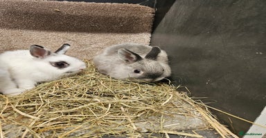 Netherland Dwarf rabbits - Advert 5