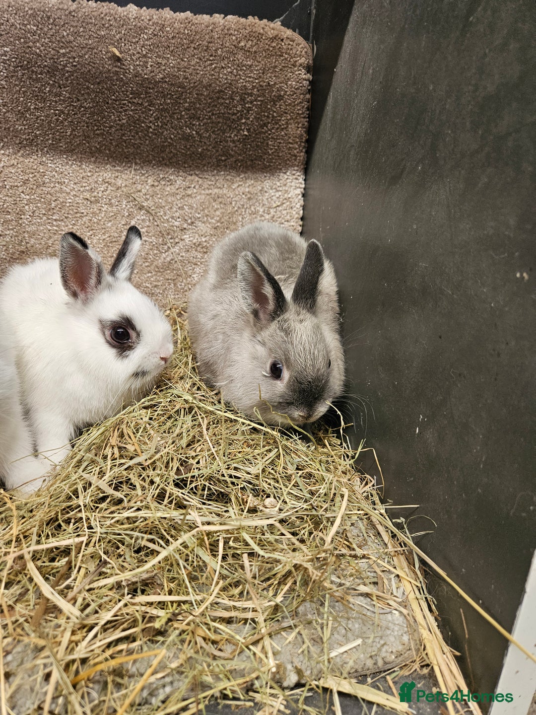 Netherland Dwarf rabbits for sale: Pure Bred Netherland Dwarfs - Image 3