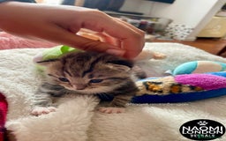 Bengal cats for sale: ⭐️ BENGAL KITTEN FOR SALE! ⭐️ 🩷❤️🧡💛💚🩵💙💜 - Image 12
