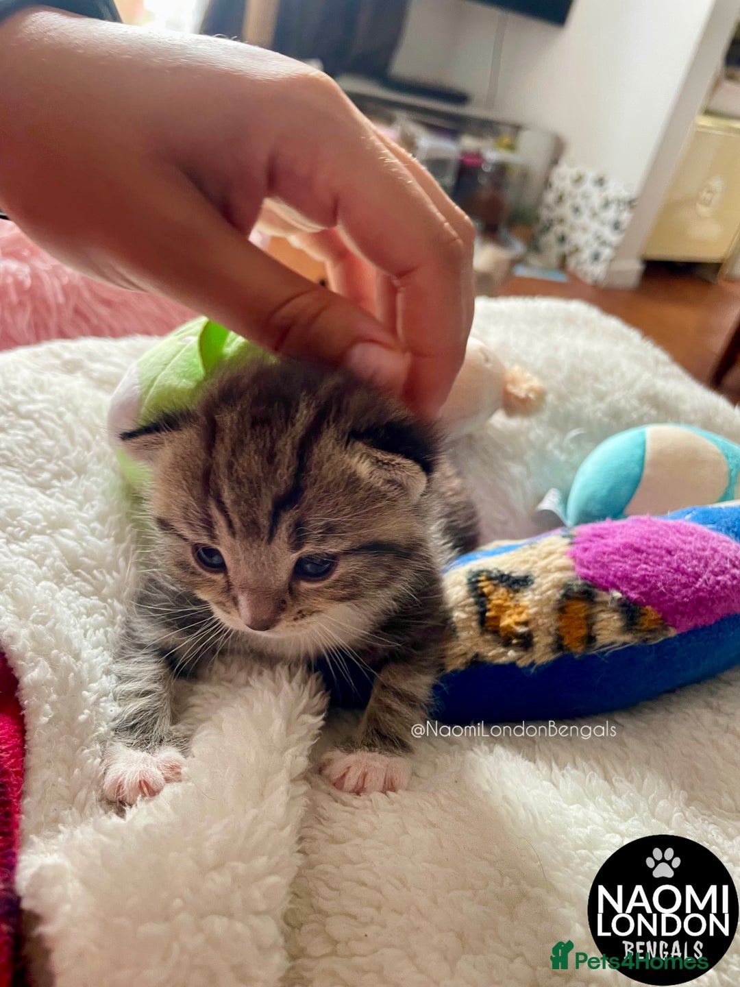 Bengal cats for sale: ⭐️ BENGAL KITTEN FOR SALE! ⭐️ 🩷❤️🧡💛💚🩵💙💜 - Image 12