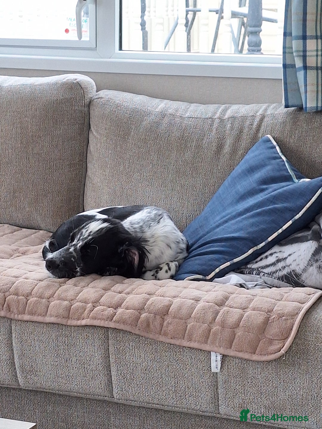 Sprocker dogs for sale: F1 SPROCKER.  - Image 3