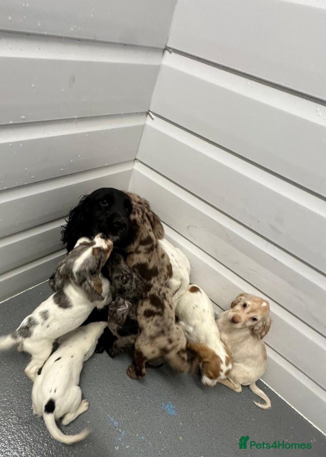 Cocker Spaniel dogs for sale: Working type rare marking cocker spaniels - Advert 35