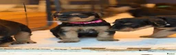 Airedale Terrier dogs for sale: 1 female available in Kettering - Advert 7