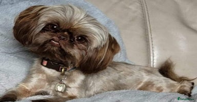 Mixed Breed dogs Stunning chocolate Shihtzu x Chihuahua Pups  - Advert 1