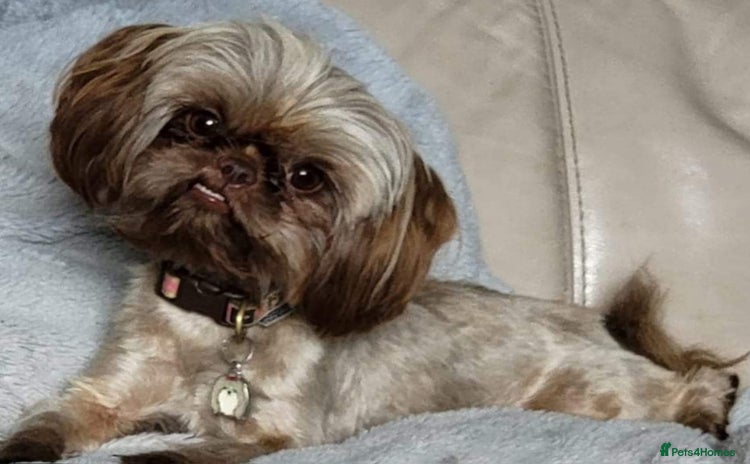 Mixed Breed dogs Stunning chocolate Shihtzu x Chihuahua Pups  - Advert 1