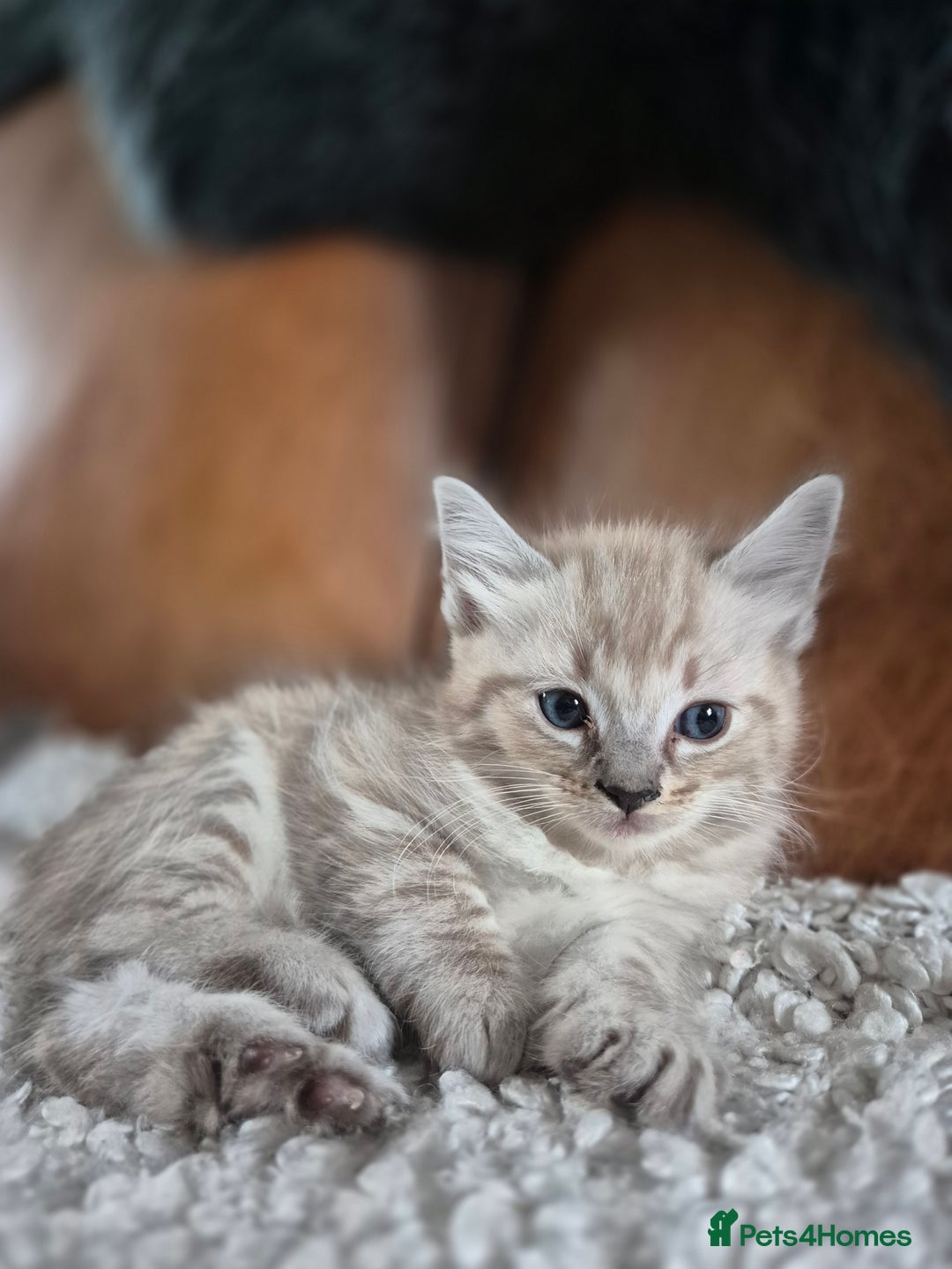 Ragdoll cats for sale: Quality Ragdoll Kittens - Image 4