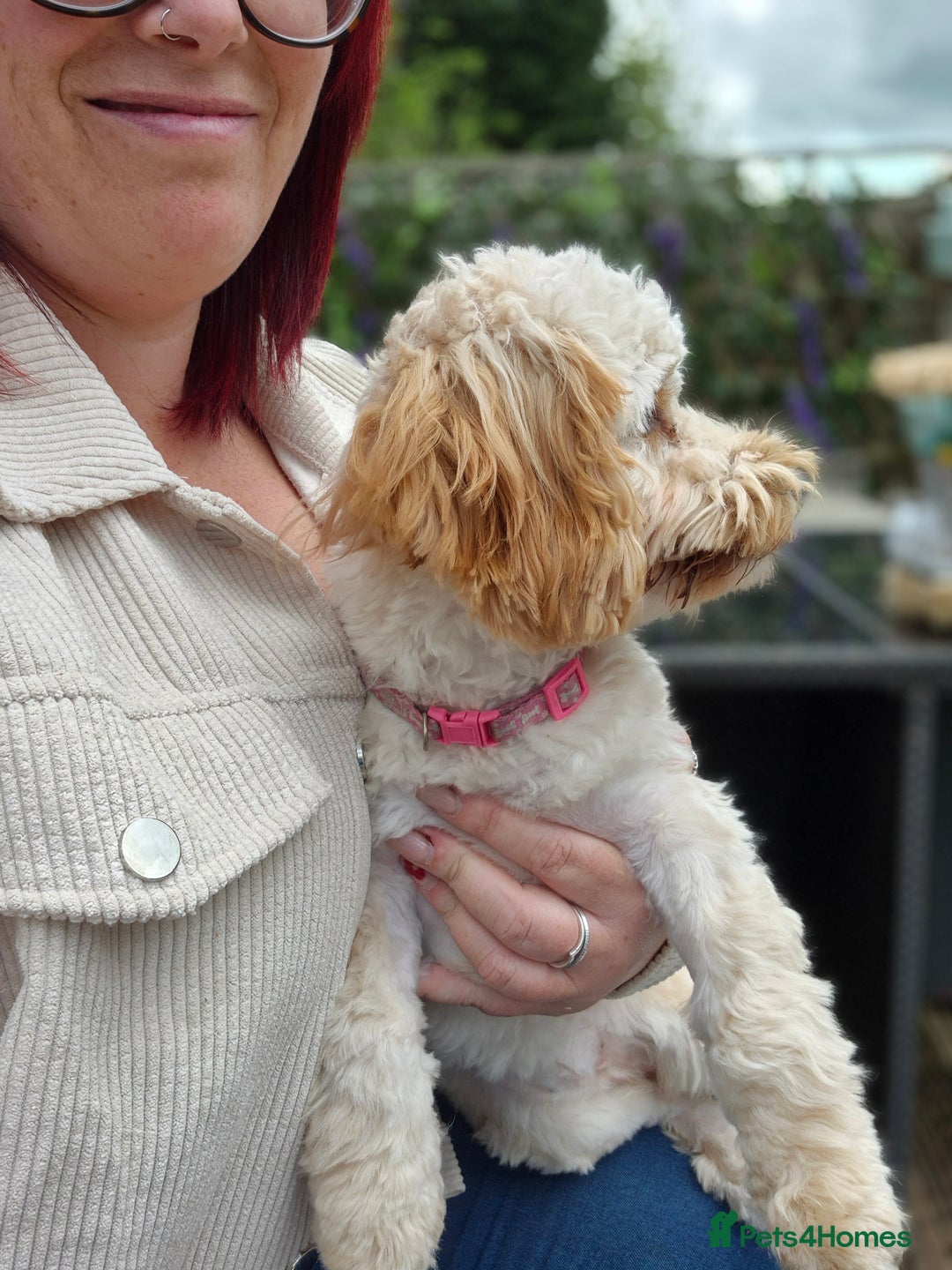 Mixed Breed dogs for sale: Honey - Cavashipoo  - Image 3