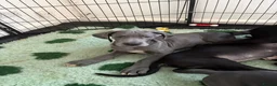 Great Dane dogs for sale: High Quality Great Dane Puppies - Advert 6