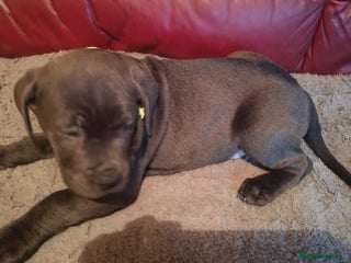 Cane Corso dogs - Advert 3