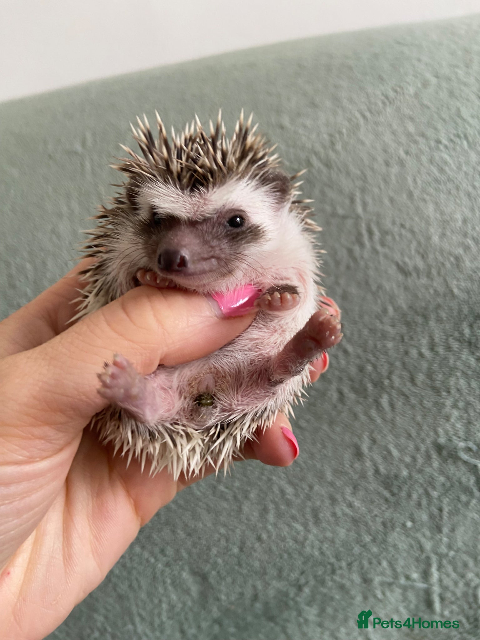 Pygmy Hedgehog rodents Beautiful Pygmy Hedgehogs  - Advert 3