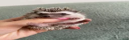 Pygmy Hedgehog rodents for sale: Ready now - Female Pygmy Hedgehog - Advert 2