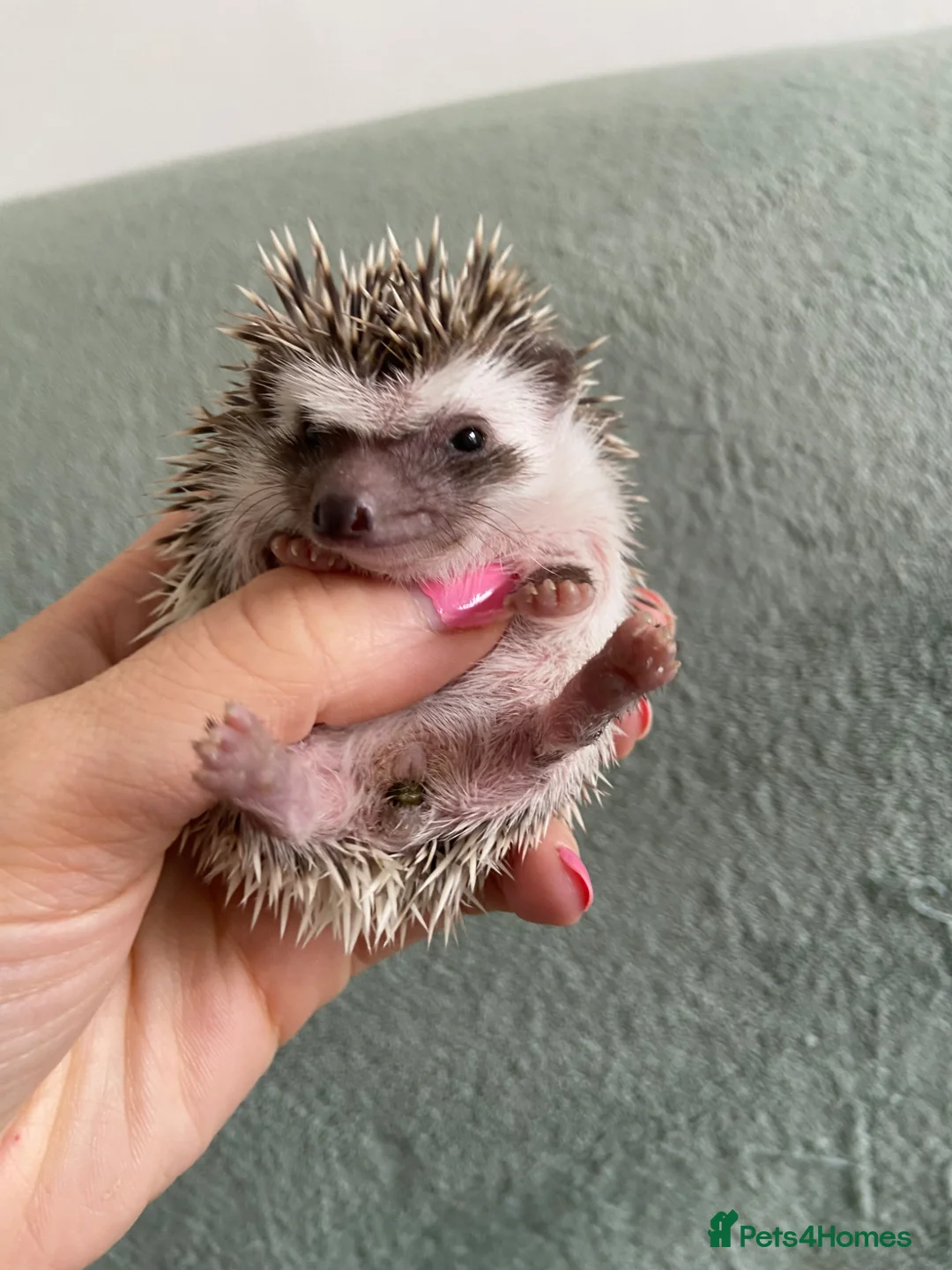 Pygmy Hedgehog rodents for sale: Ready now - Female Pygmy Hedgehog - Advert 2