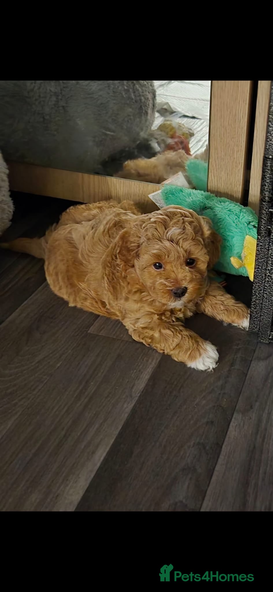 Maltipoo dogs 2x Maltipoo boys - Advert 4