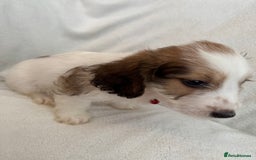 Cockapoo dogs for sale: Adorable Cockapoo puppies 🤍 - Image 3