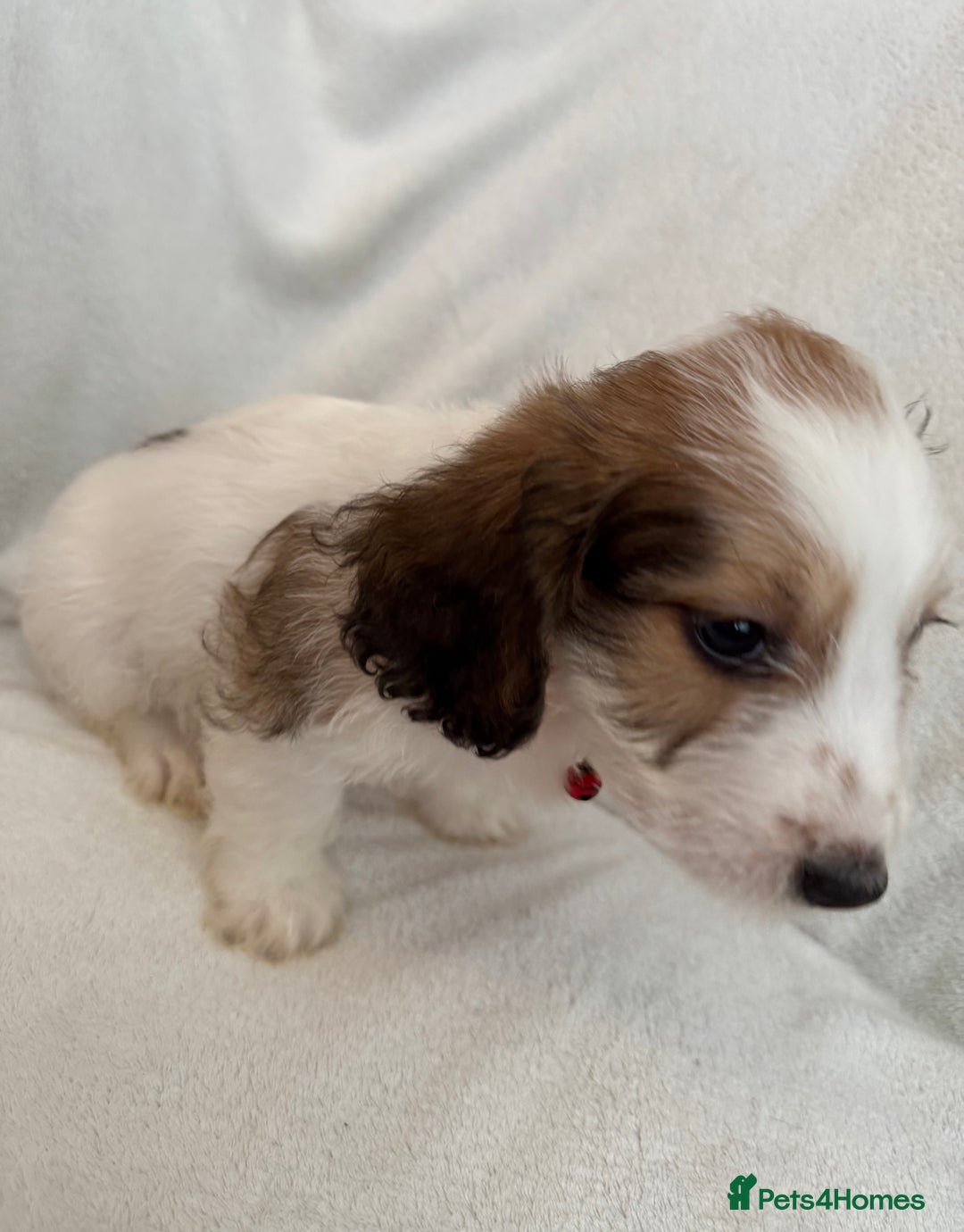 Cockapoo dogs for sale: Adorable Cockapoo puppies 🤍 - Image 3