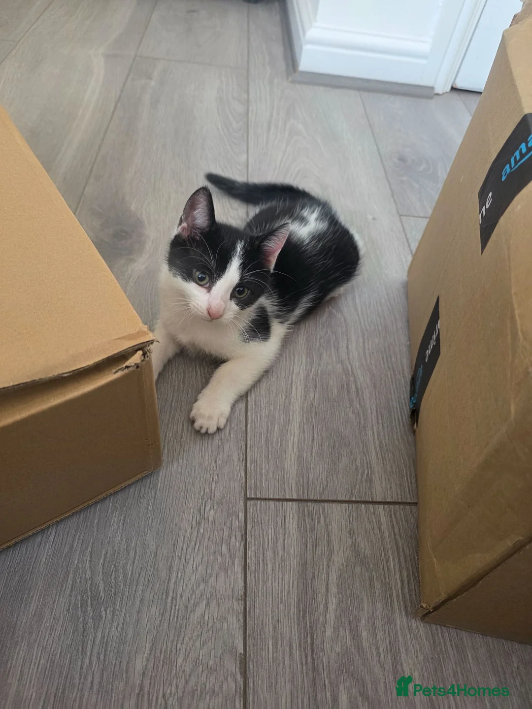 Mixed Breed cats for sale: 1 female kitten  - Advert 2