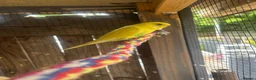 Budgerigars birds for sale: Budgie  - Advert 6