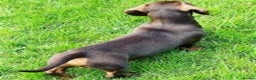 Miniature Dachshund dogs for stud: STUNNING MINIATURE DACHSHUND AVAILABLE AT STUD in Grays - Advert 9