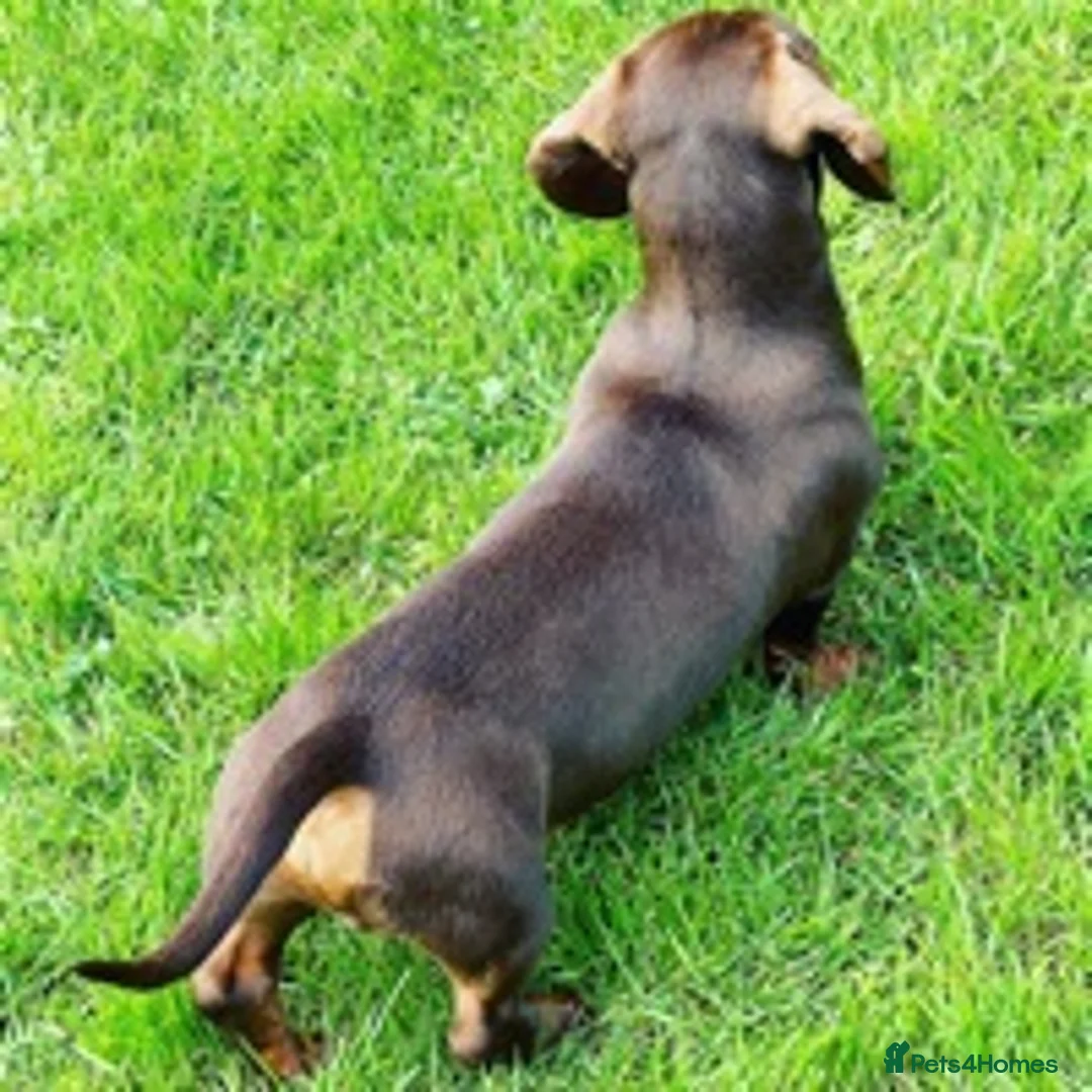 Miniature Dachshund dogs for stud: STUNNING MINIATURE DACHSHUND AVAILABLE AT STUD in Grays - Advert 9