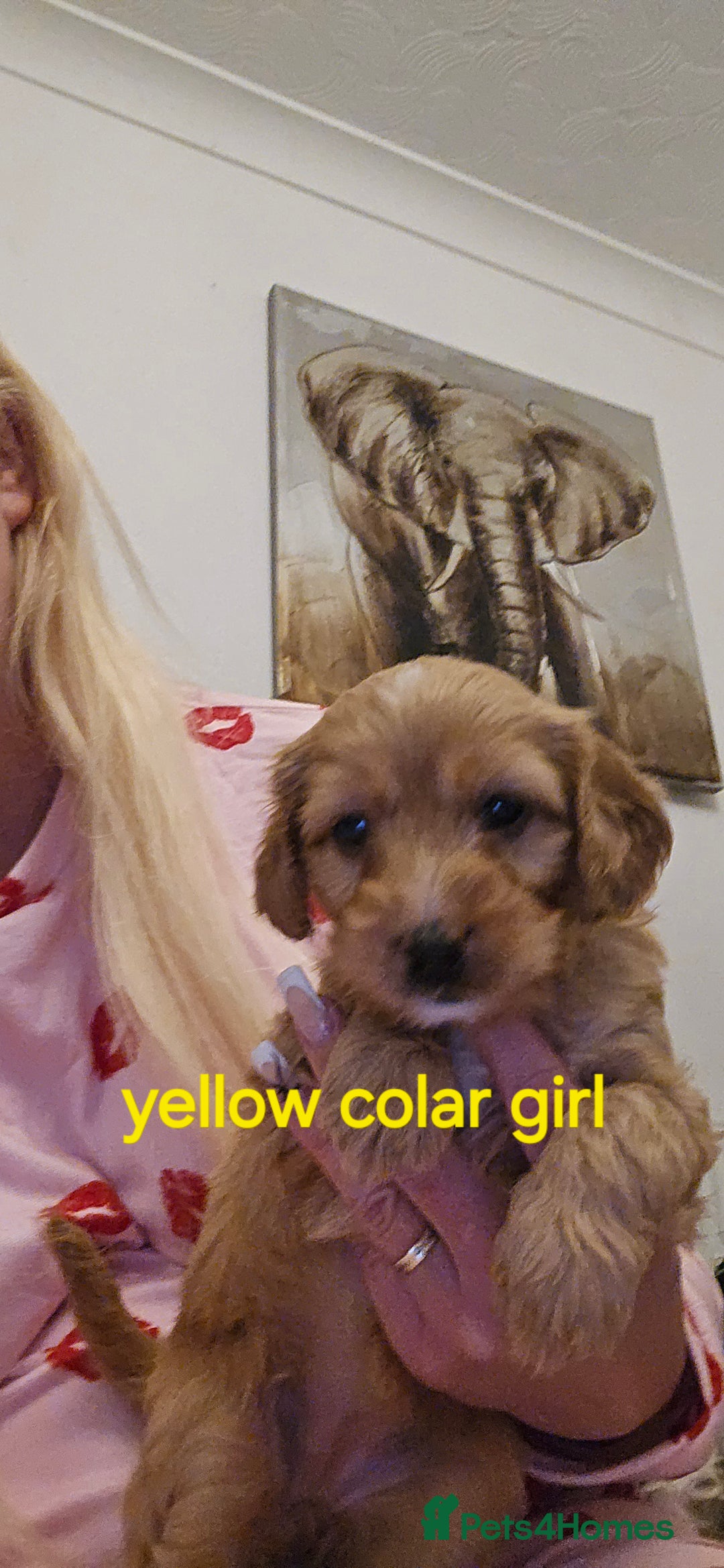 Cockapoo dogs for sale: 7 f2 cockapoos - Advert 24