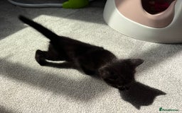 RagaMuffin cats for sale: Ragamuffin kittens  - Image 32