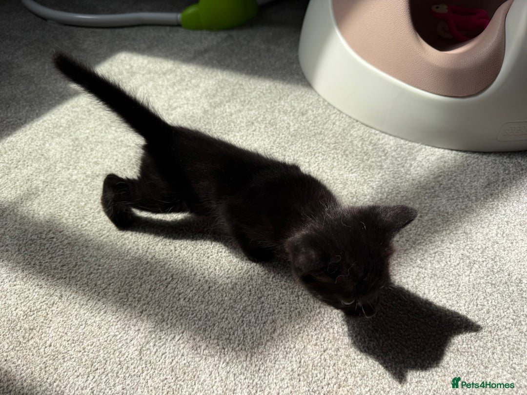 RagaMuffin cats for sale: Ragamuffin kittens  - Image 32