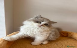 British Shorthair cats for sale: 🐻 STUNNING GIRL GCCF REGISTERED REDUCED LAST 1 🐻 - Image 19