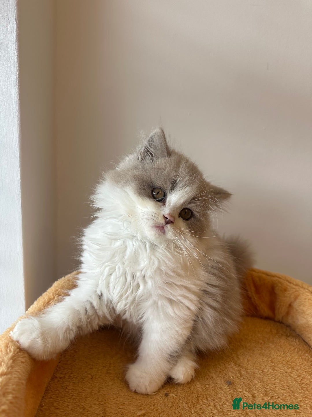 British Shorthair cats for sale: 🐻 STUNNING GIRL GCCF REGISTERED REDUCED LAST 1 🐻 - Image 19