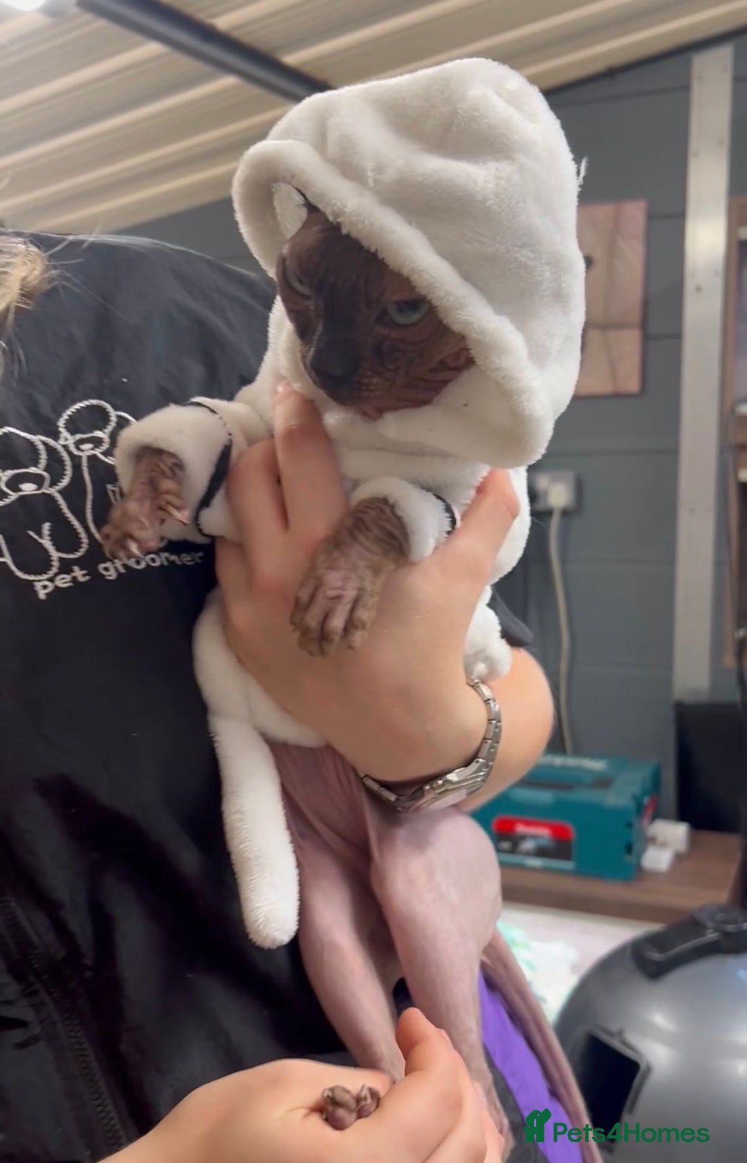 Sphynx cats for sale: Canadian sphynx male 3 years old looking new home - Advert 6