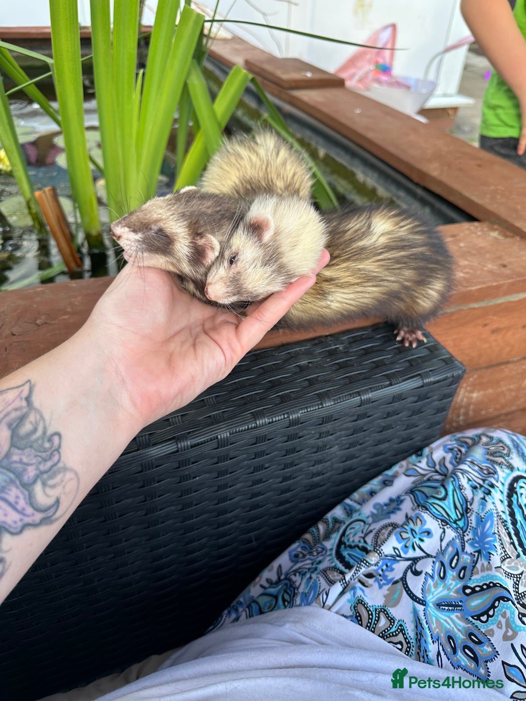 Ferret rodents for sale: 2 female and 1 male ferret - Image 6