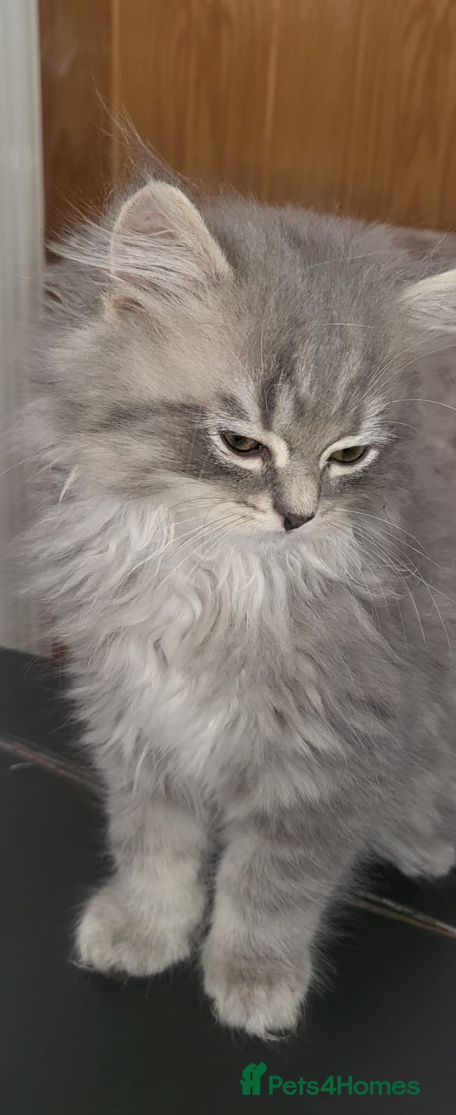 Ragdoll cats 4  wonderful ragdoll kitten looking for happy Homy - Advert 1