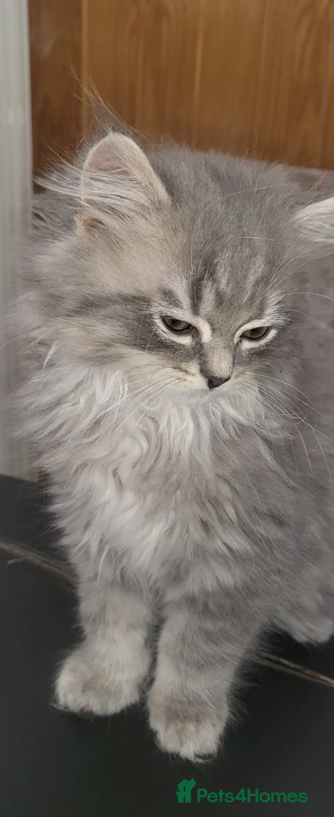 Ragdoll cats for sale: 4  wonderful ragdoll kitten looking for happy Homy - Advert 2