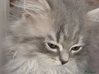 Ragdoll cats 4 wonderful ragdoll kitten looking for happy Homy - Advert 1