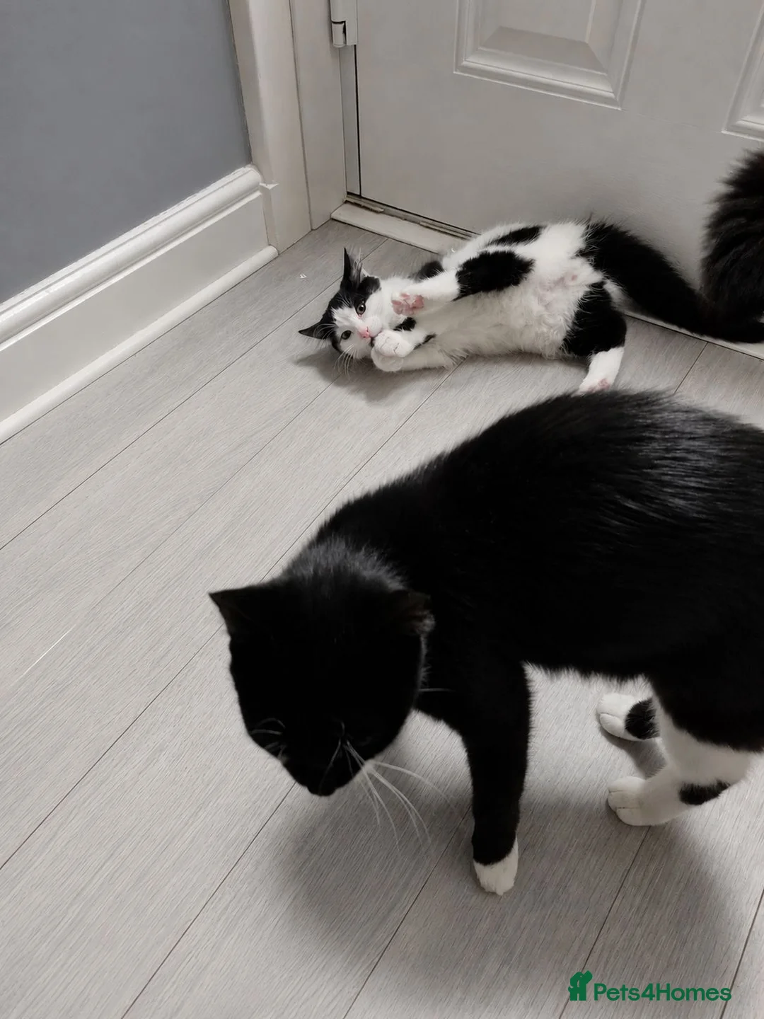 Mixed Breed cats for sale: Black and White Kittens - Advert 6