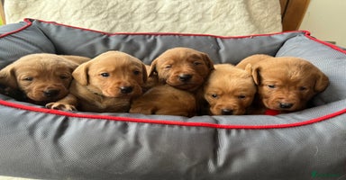 Labrador Retriever dogs KC Registered Fox Red Labrador puppies - Advert 1