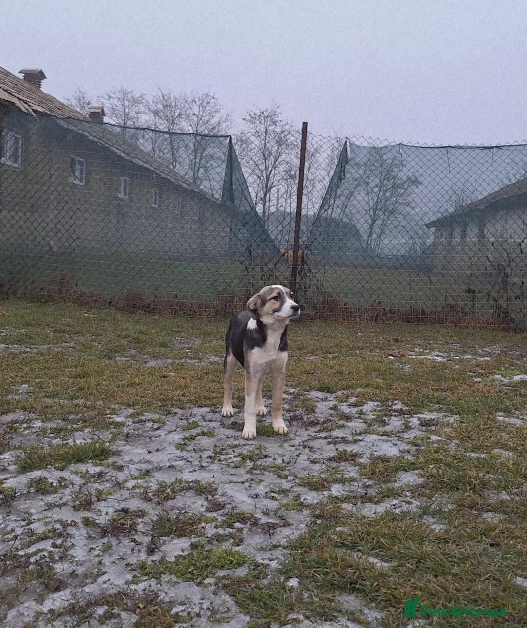 Mixed Breed dogs for adoption: Gouda for adoption - Advert 4