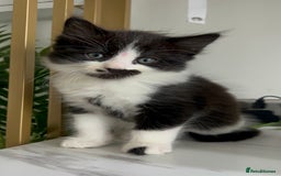 British Shorthair cats for sale: 3: beautiful kitten looking for new home in Slough - Image 12