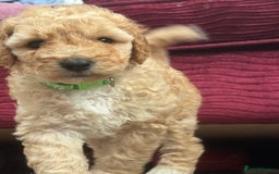 Goldendoodle dogs for sale: ⭐️⭐️READY NOW⭐️⭐️ Beautiful Goldendoodles - Image 16
